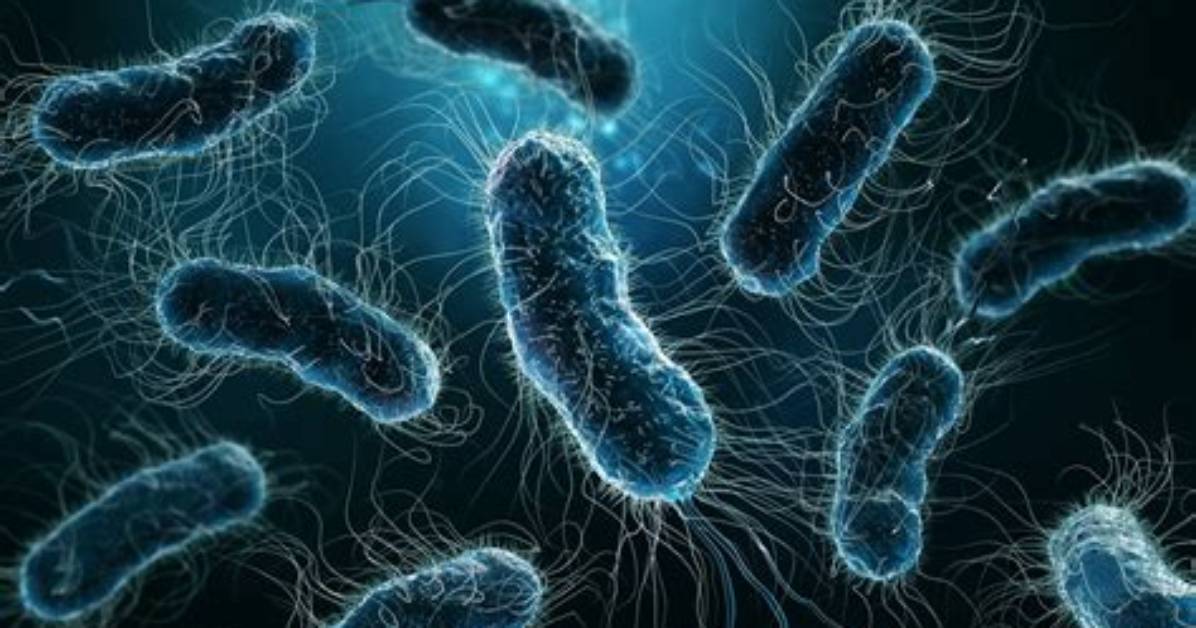How Does E Coli Look Under a Microscope?