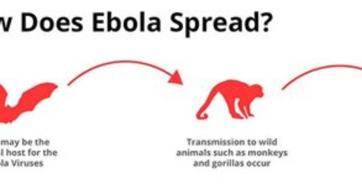 How Does Ebola Spread from Animals to Humans?