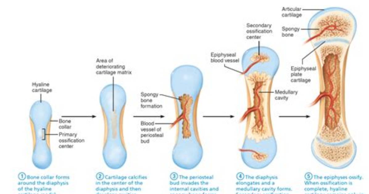 How Does Endochondral Ossification Occur?