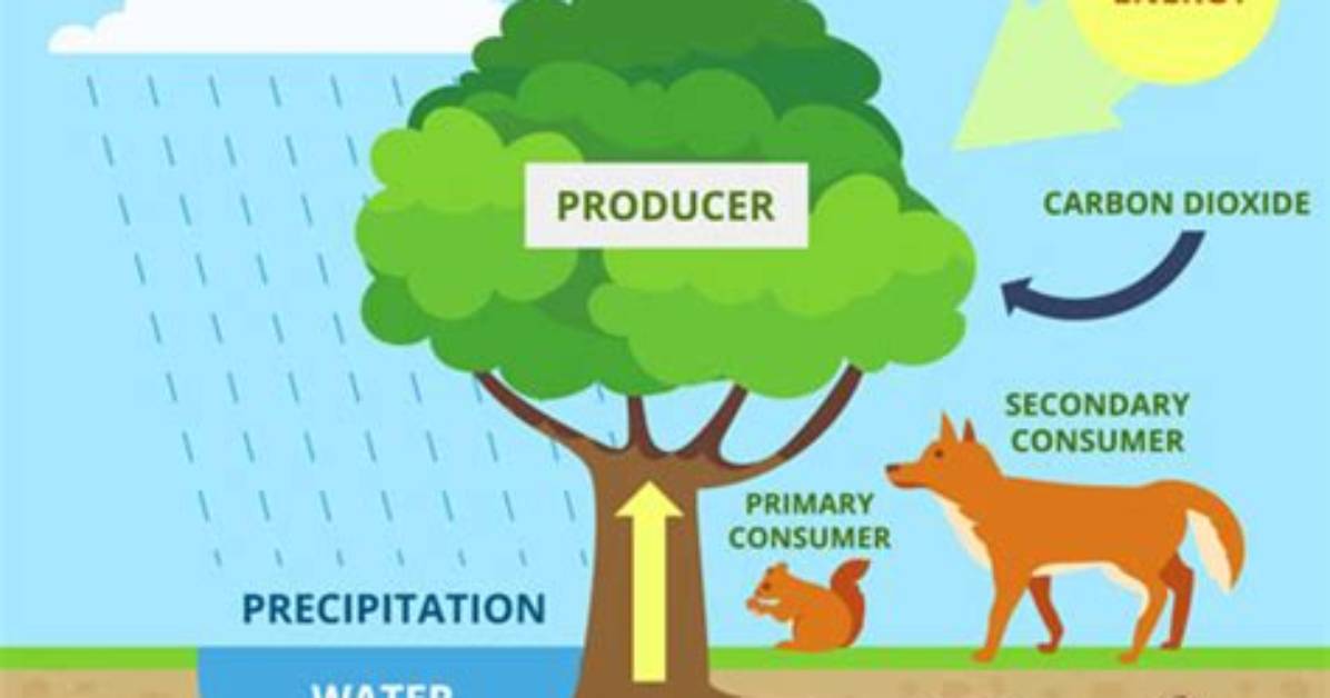 How Does Energy Cycle Through an Ecosystem
