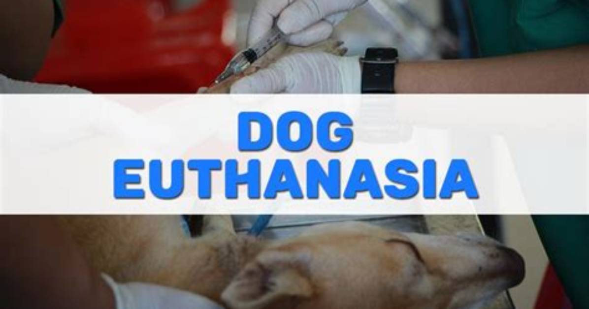How Does Euthanasia Work?