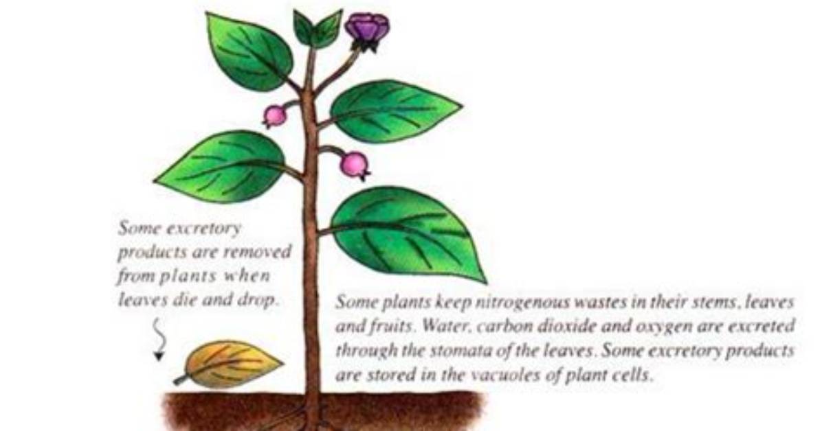 How Does Excretion Occur in Plants?