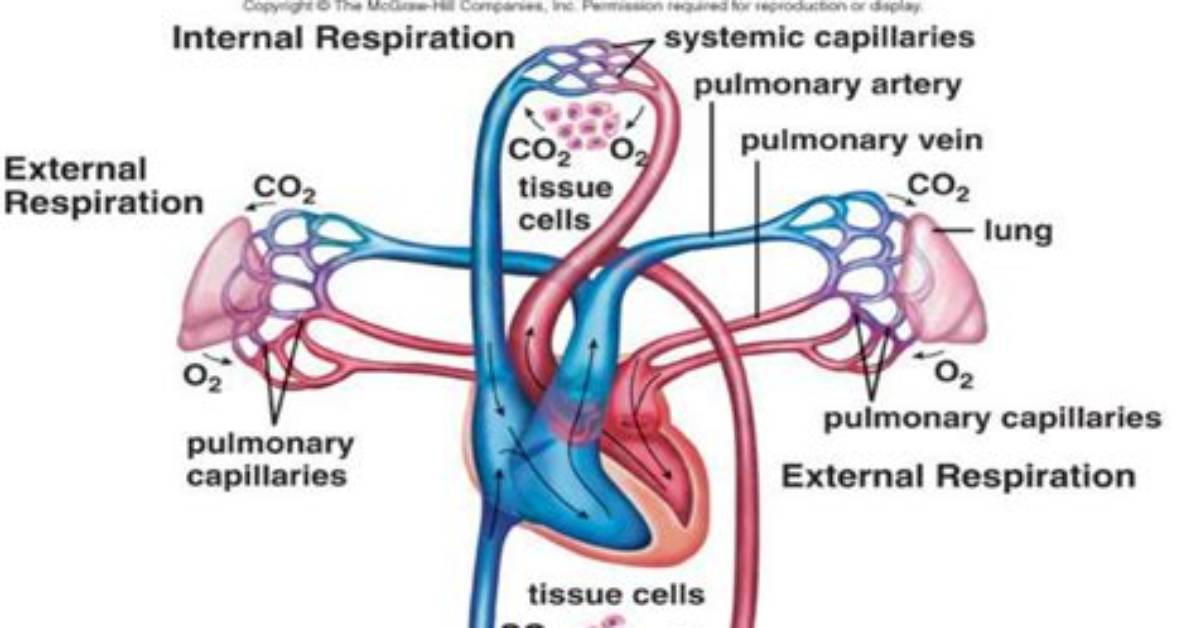 How Does External Respiration Differ from Internal Respiration