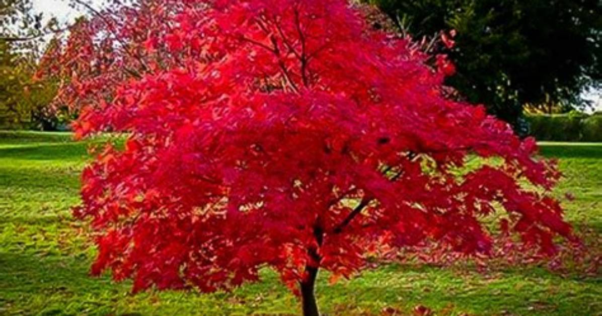 How Does Flame Maple Occur