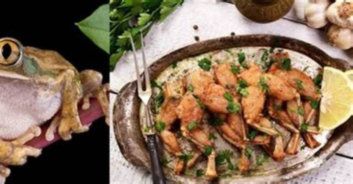 How Does Frog Meat Taste