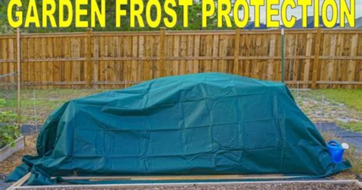 How Does Frost Protection Work