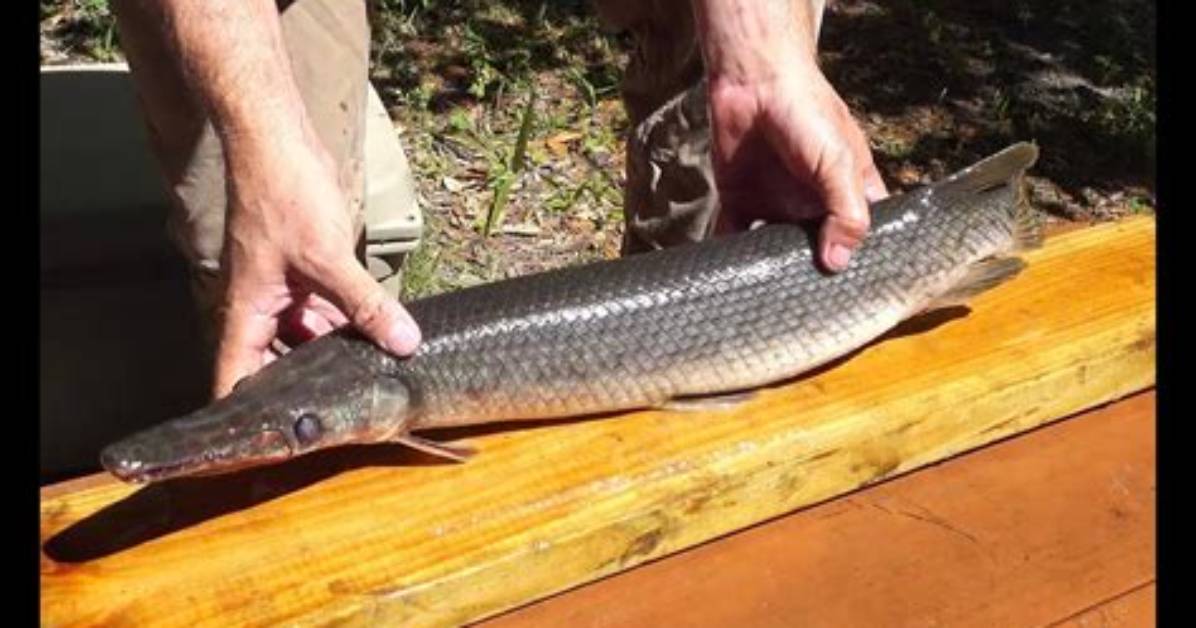 How Does Garfish Eat?
