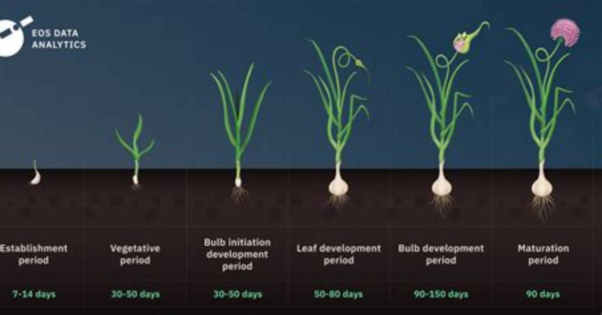 How Does Garlic Grow?