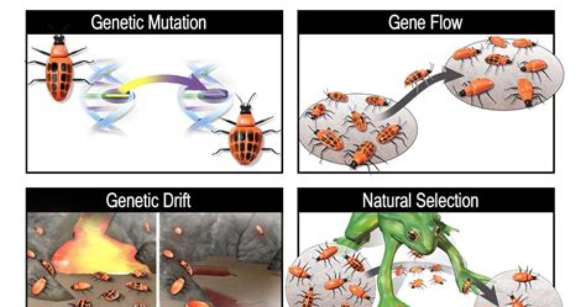How Does Gene Flow Lead to Evolution
