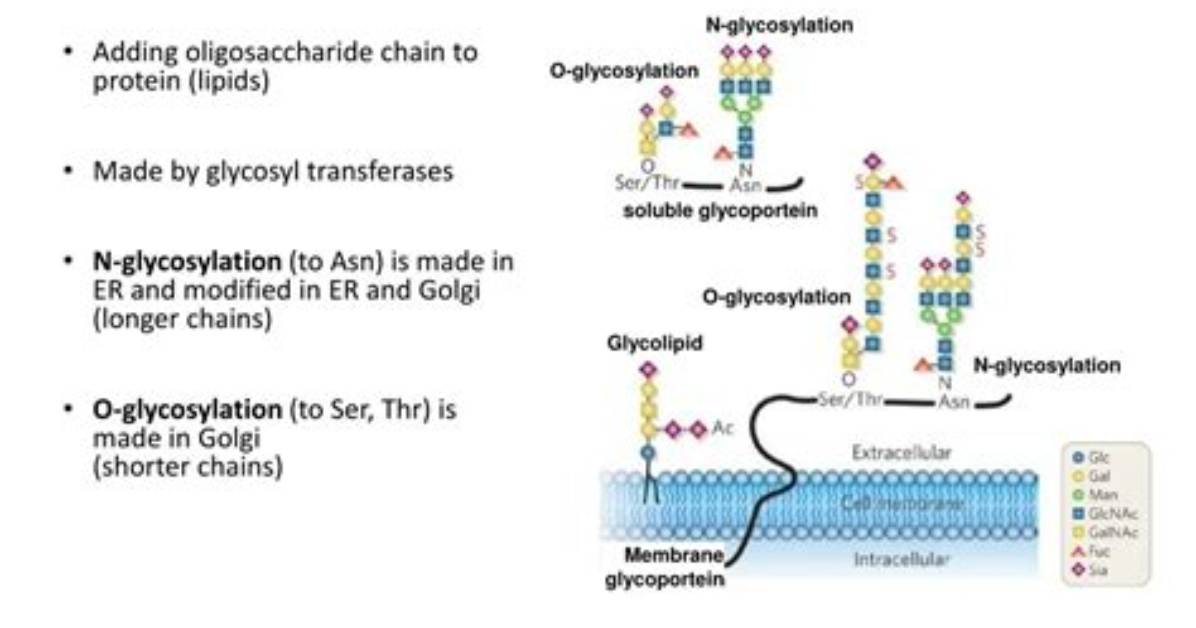 How Does Glycosylation Determine Protein Function?