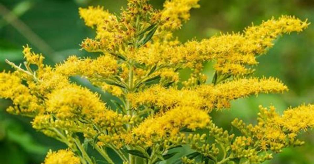 How Does Goldenrod Grow