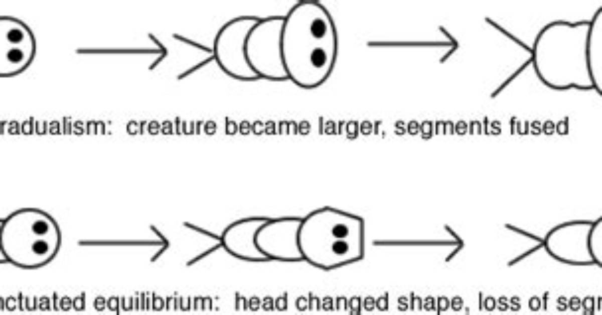 How Does Gradualism Relate to Evolution