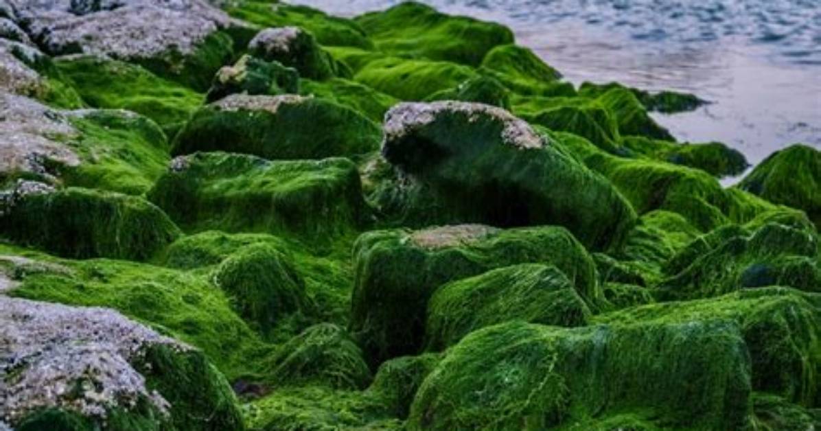 How Does Green Algae Eat