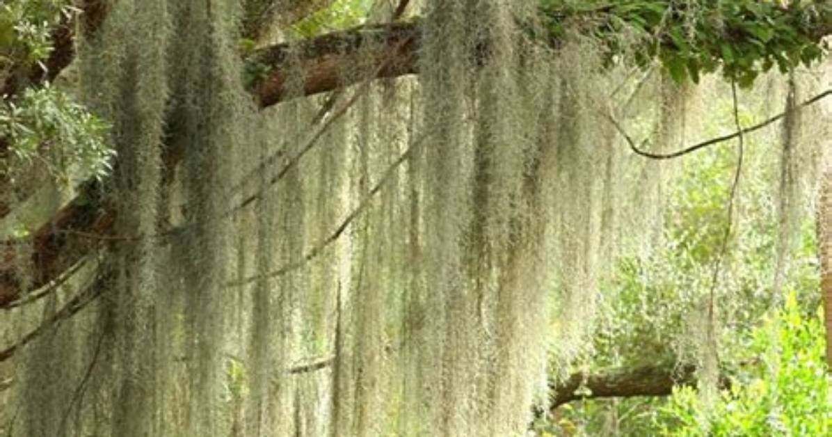How Does Hanging Moss Grow on Trees