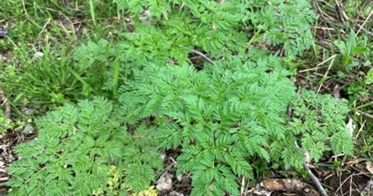 How Does Hemlock Burn?