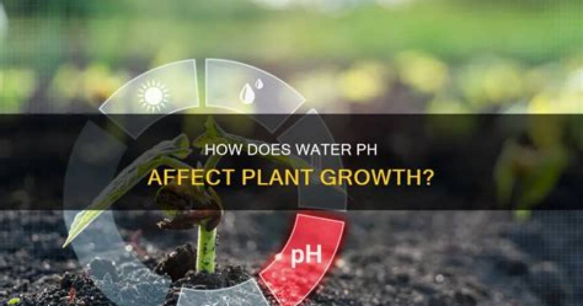 How Does High pH Affect Plant Growth