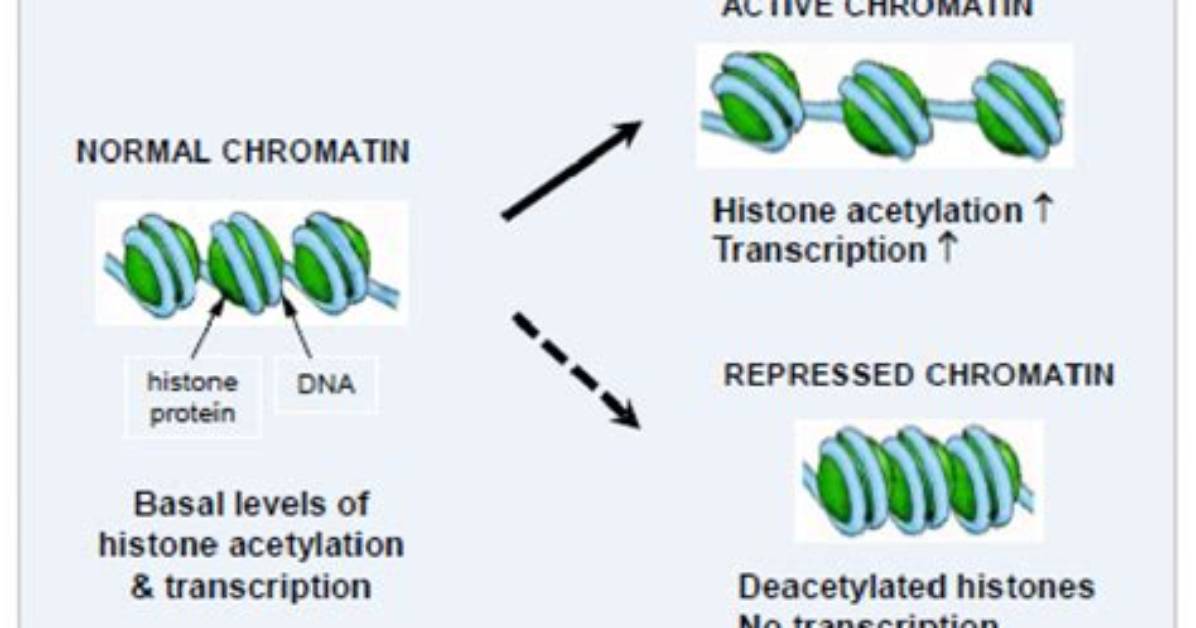How Does Histone Acetylation Affect Gene Expression?