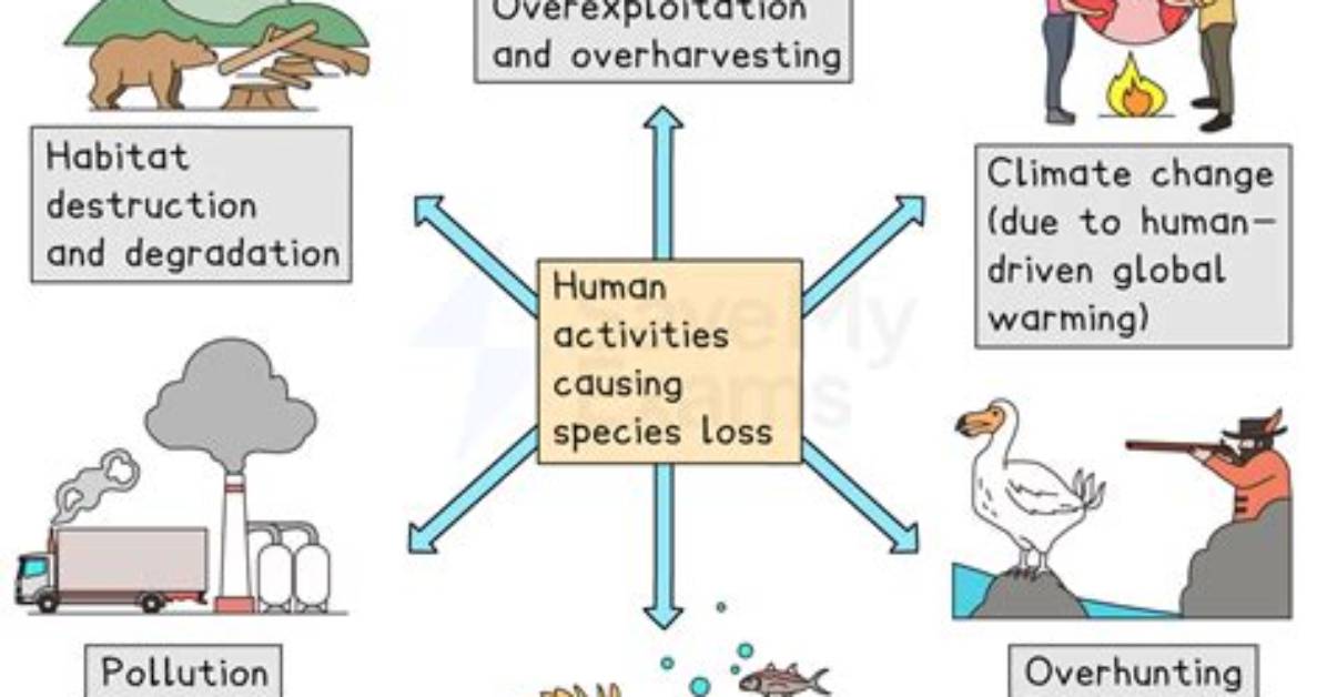 How Does Human Activity Affect Biodiversity