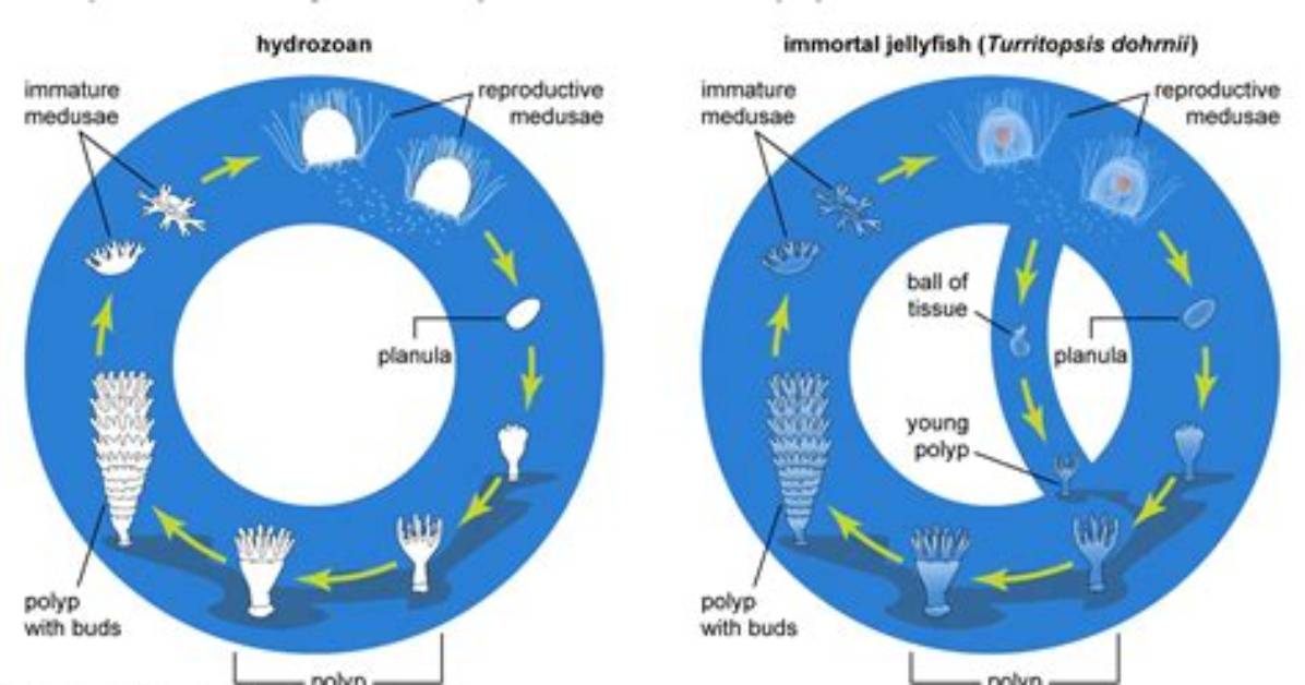 How Does Hydrozoa Reproduce?