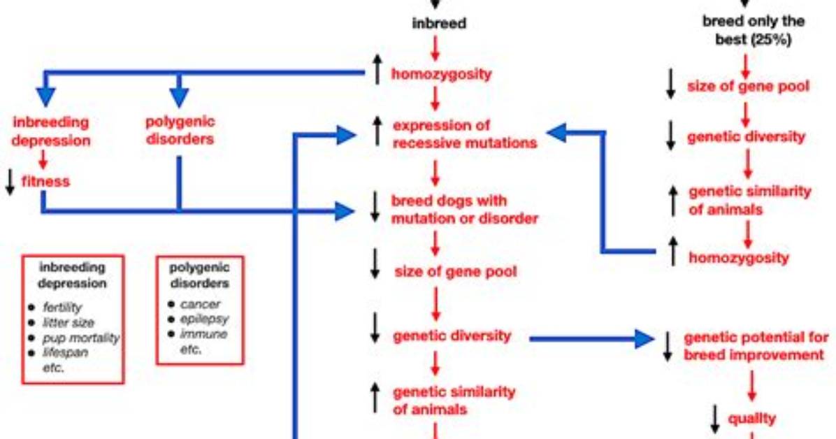 How Does Inbreeding Reduce Genetic Variation?