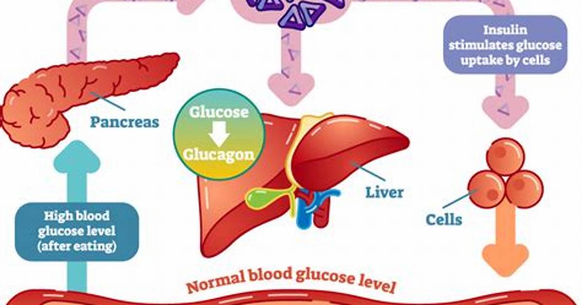 How Does Insulin Affect the Nervous System?