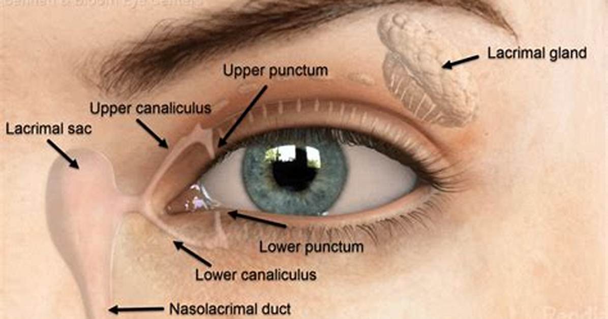 How Does Lacrimal Sac Work?