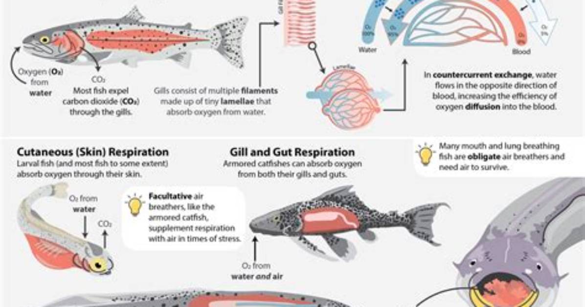 How Does Lungfish Breathe?