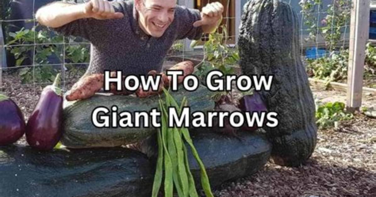 How Does Marrows Grow?