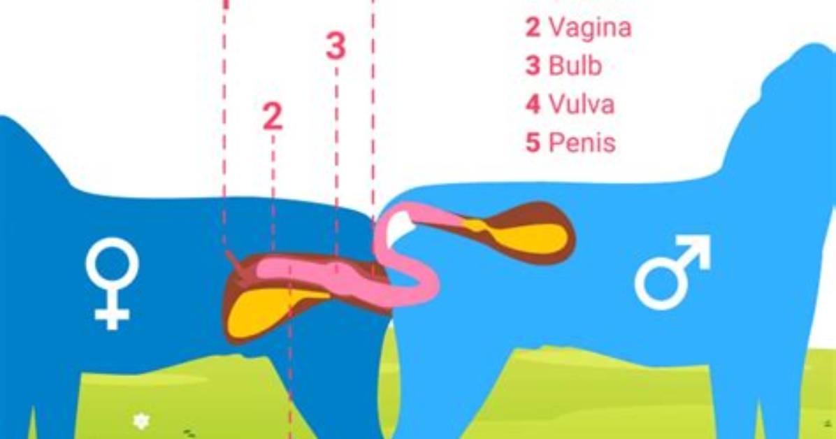How Does Mating Happen
