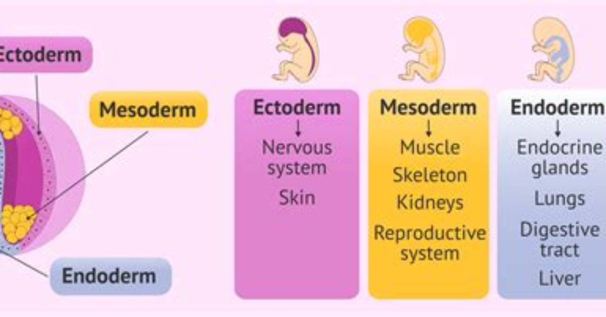 How Does Mesoderm Develop