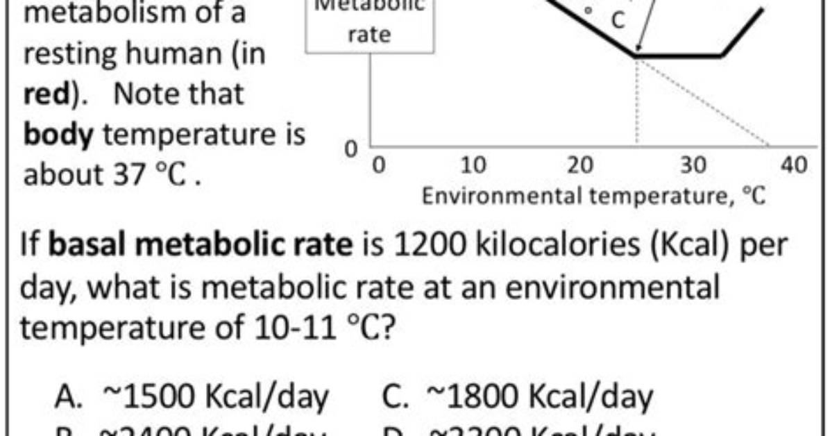 How Does Metabolic Rate Affect Body Temperature