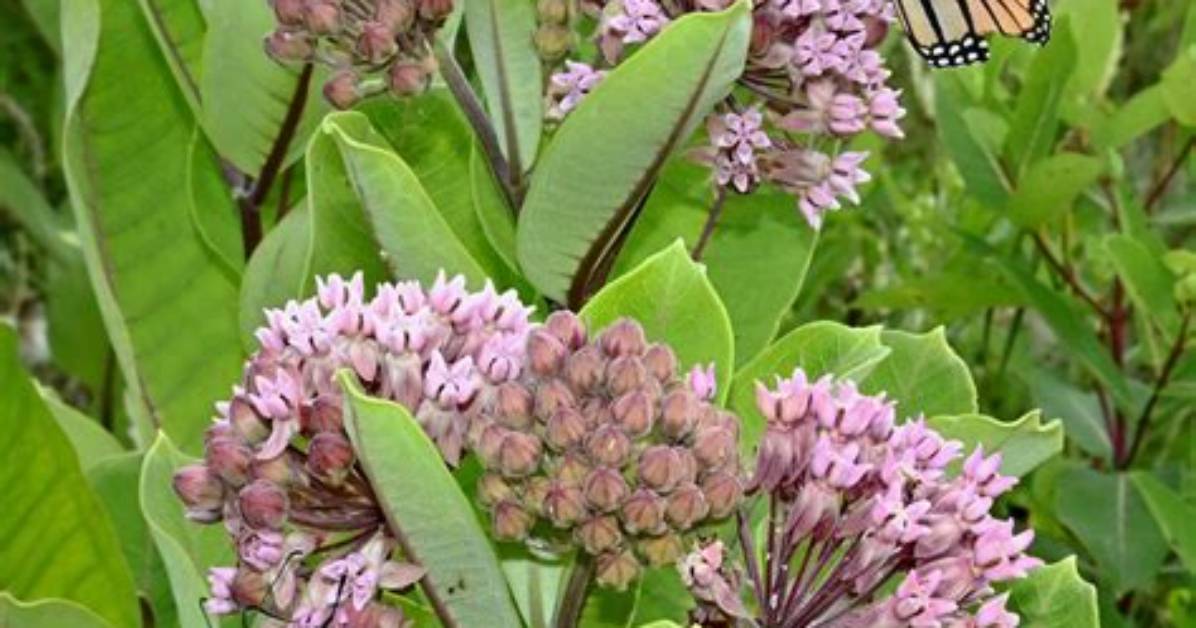 How Does Milkweed Help Monarch Butterflies