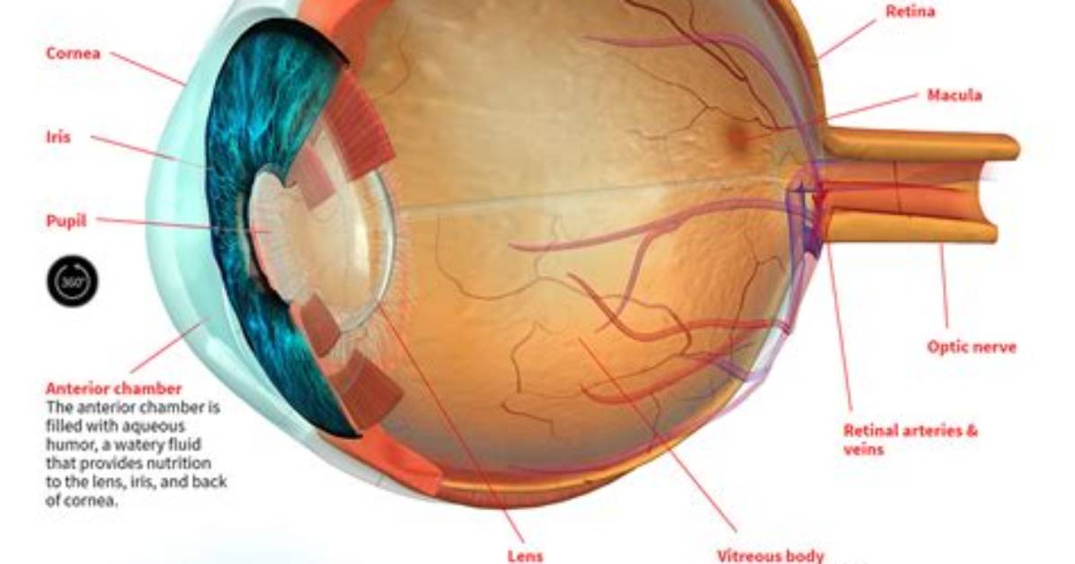 How Does Monats Eye Work