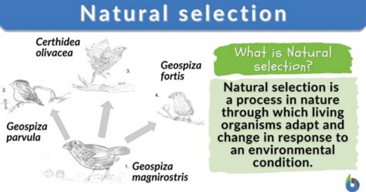 How Does Natural Selection Affect the Evolution Process