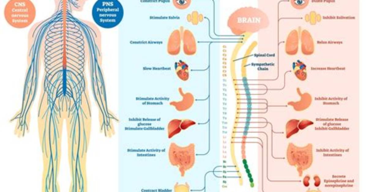 How Does Nervous System Send and Receive Messages