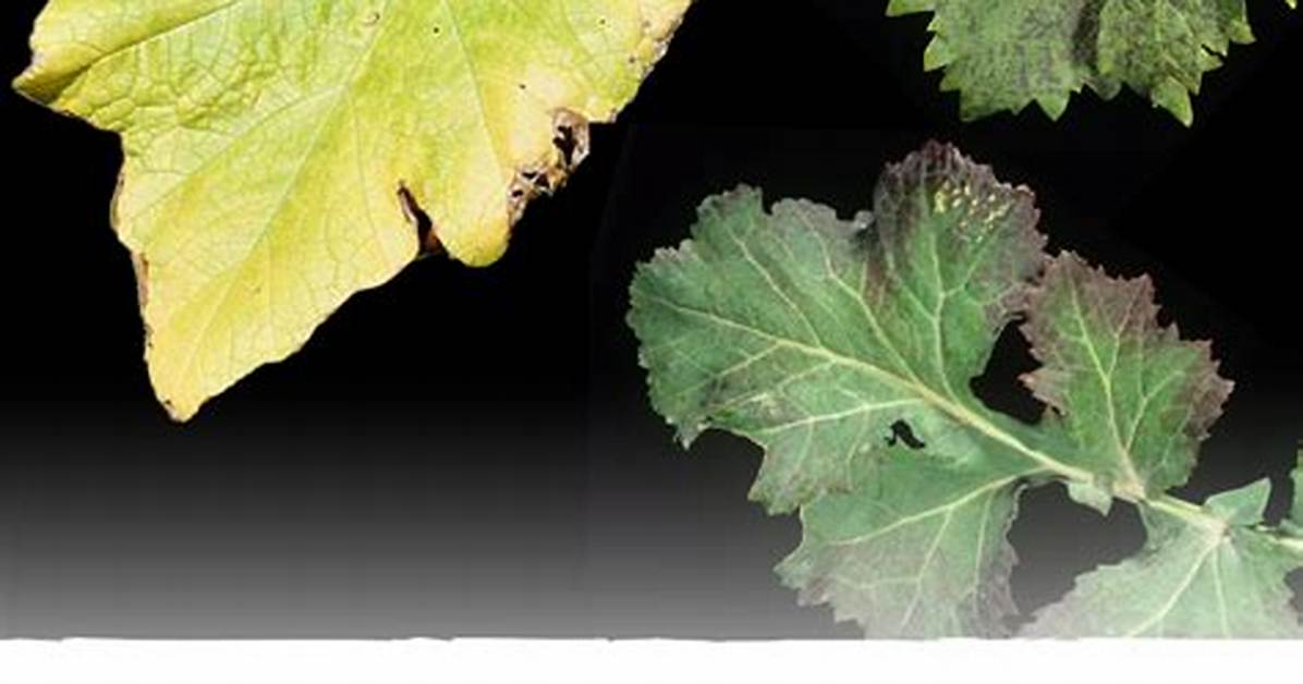 How Does Nitrogen Deficiency Affect Plants