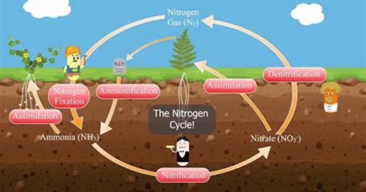 How Does Nitrogen Travel Through the Ecosystem