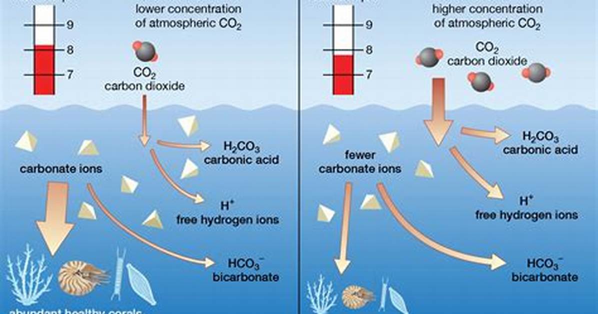 How Does Ocean Acidification Affect Coral Reefs