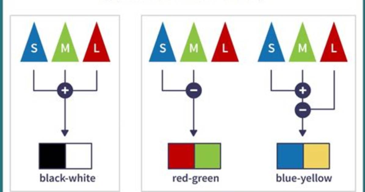 How Does Opponent Process Theory Work?