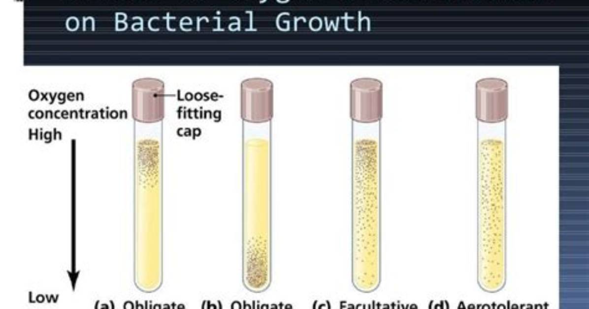 How Does Oxygen Affect Microbial Growth