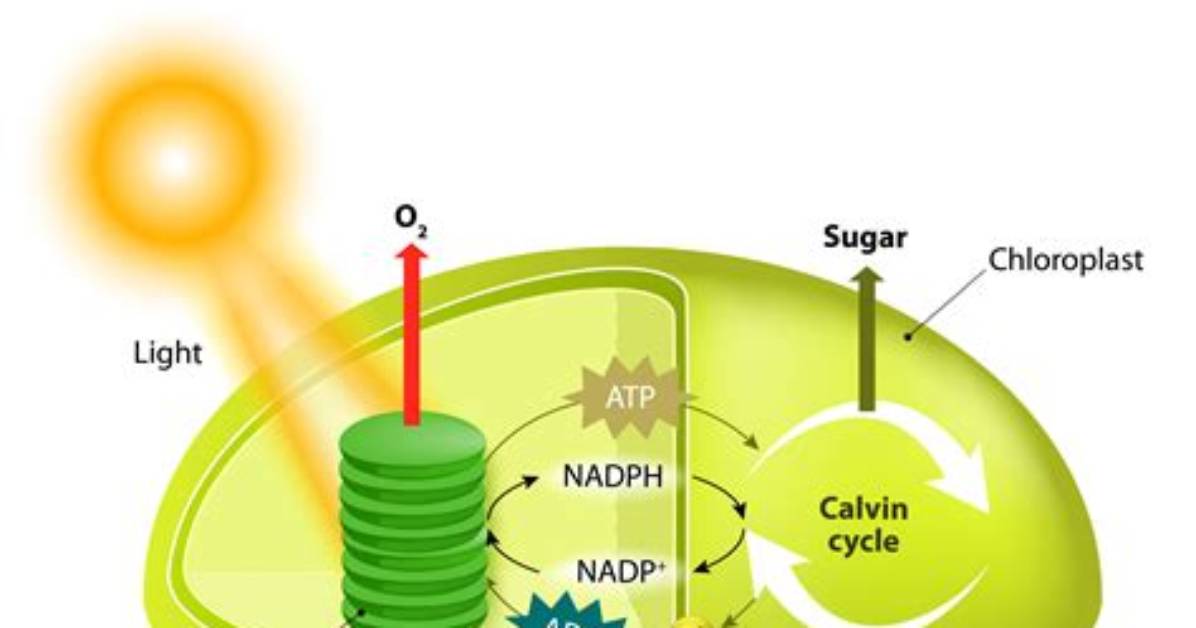 How Does Oxygen Affect Photosynthesis