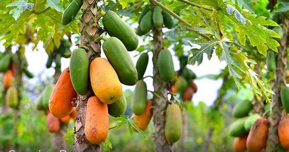 How Does Papaya Fruit Grow