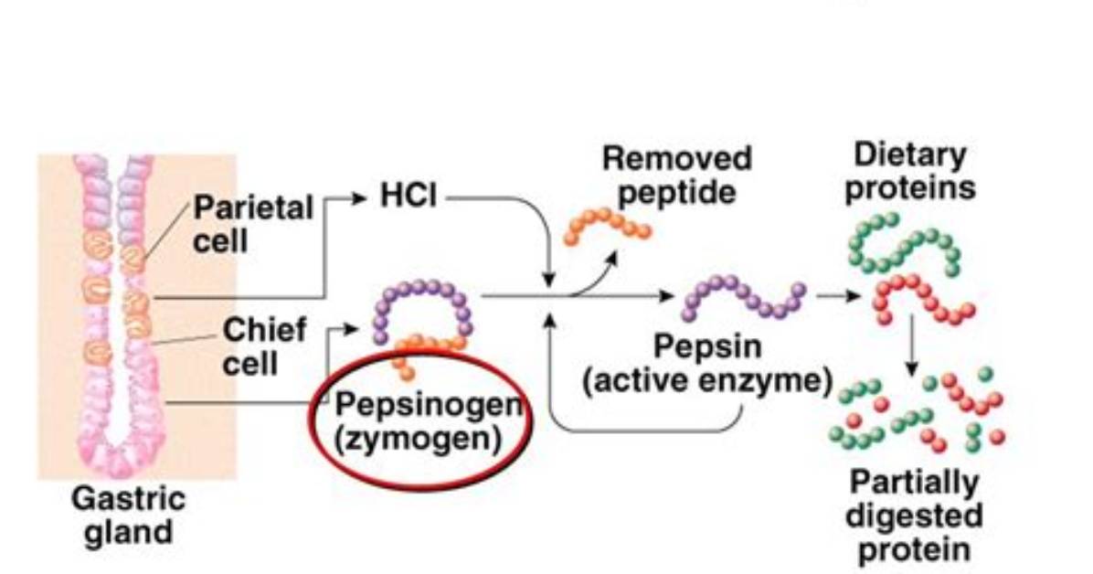 How Does Pepsinogen Become Active?