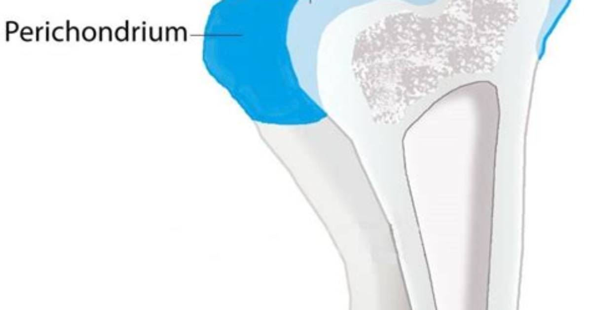 How Does Perichondrium Become Periosteum?