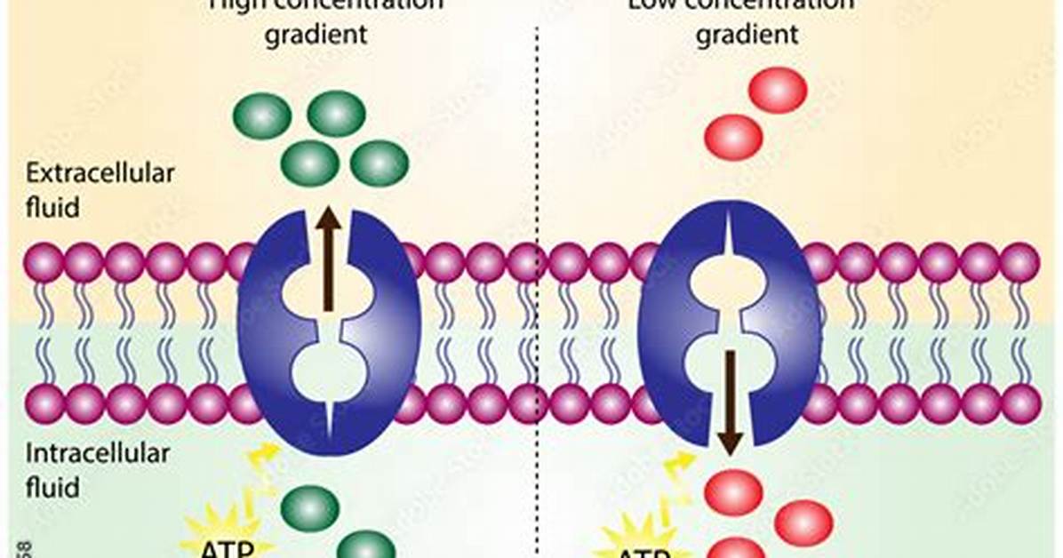 How Does Ph Affect Active Transport
