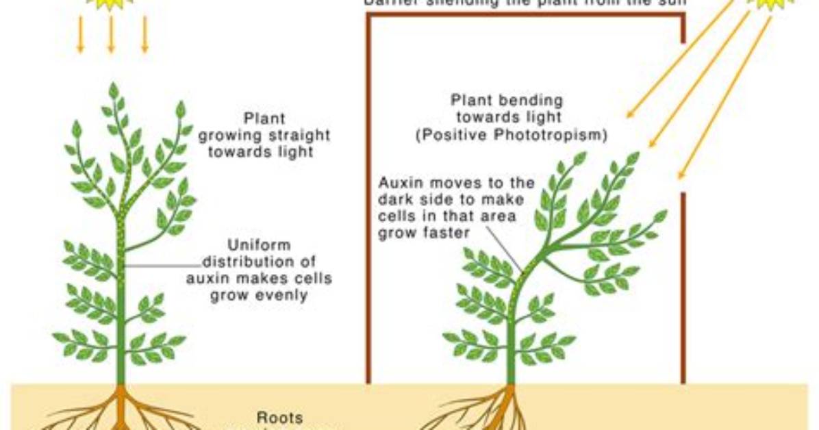How Does Phototropism Occur?