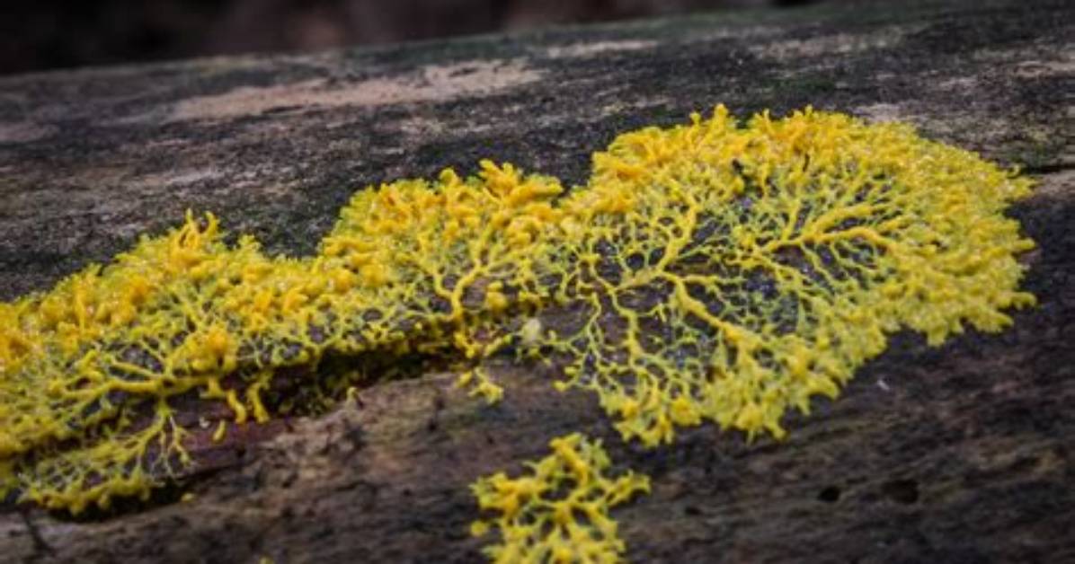How Does Physarum Polycephalum Move