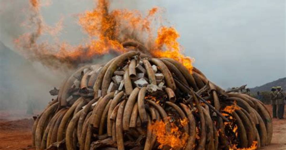 How Does Poaching Affect the Environment