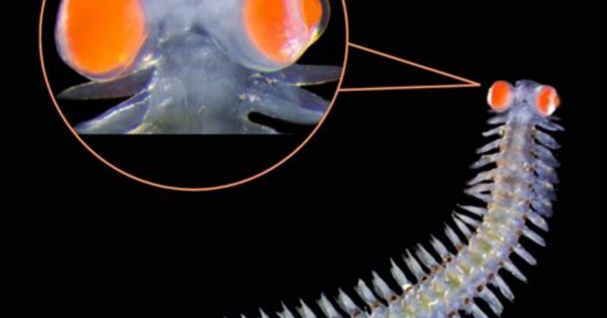 How Does Polychaete Benefit Humans?