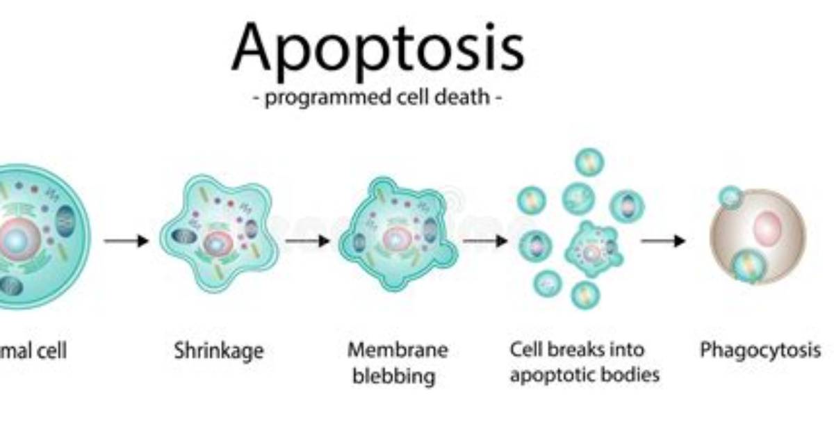 How Does Programmed Cell Death Work